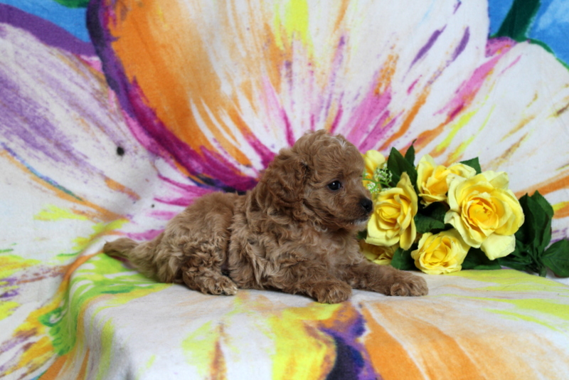 puppy, for, sale, Cavapoo, Matthew B. Stoltzfus, dog, breeder, Gap, PA, dog-breeder, puppy-for-sale, forsale, nearby, find, puppyfind, locator, puppylocator, aca